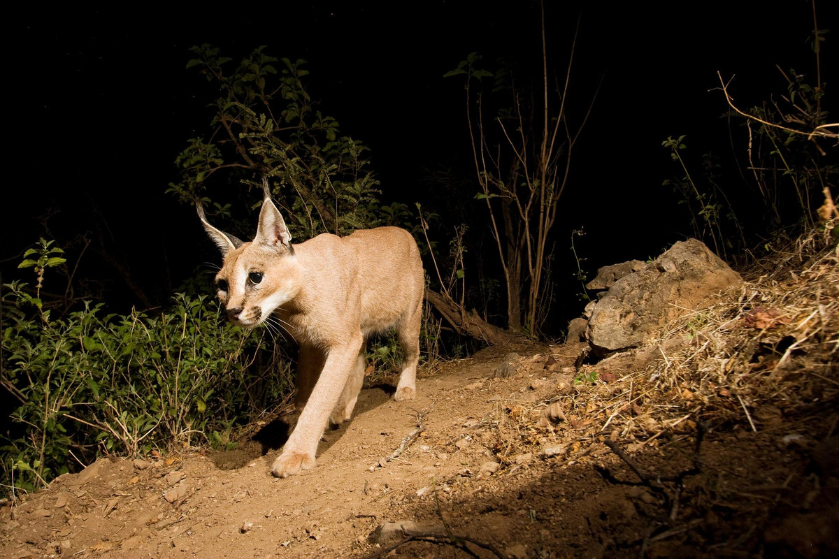 Caracal prowling at night