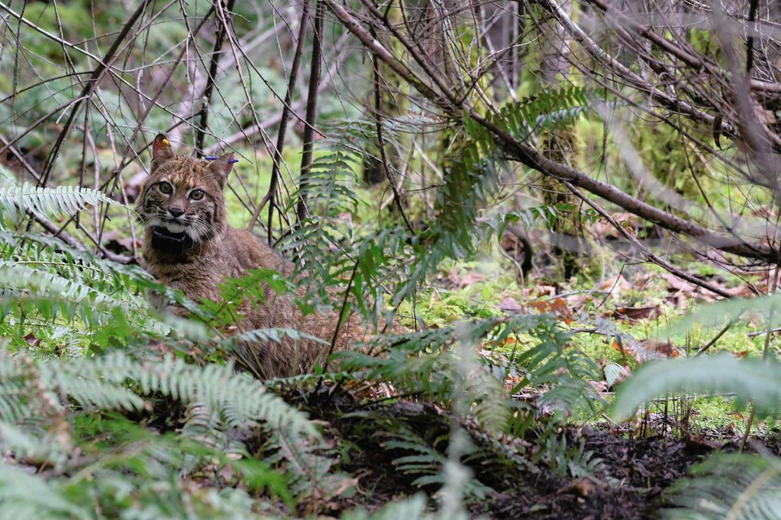 A bobcat in Washington State