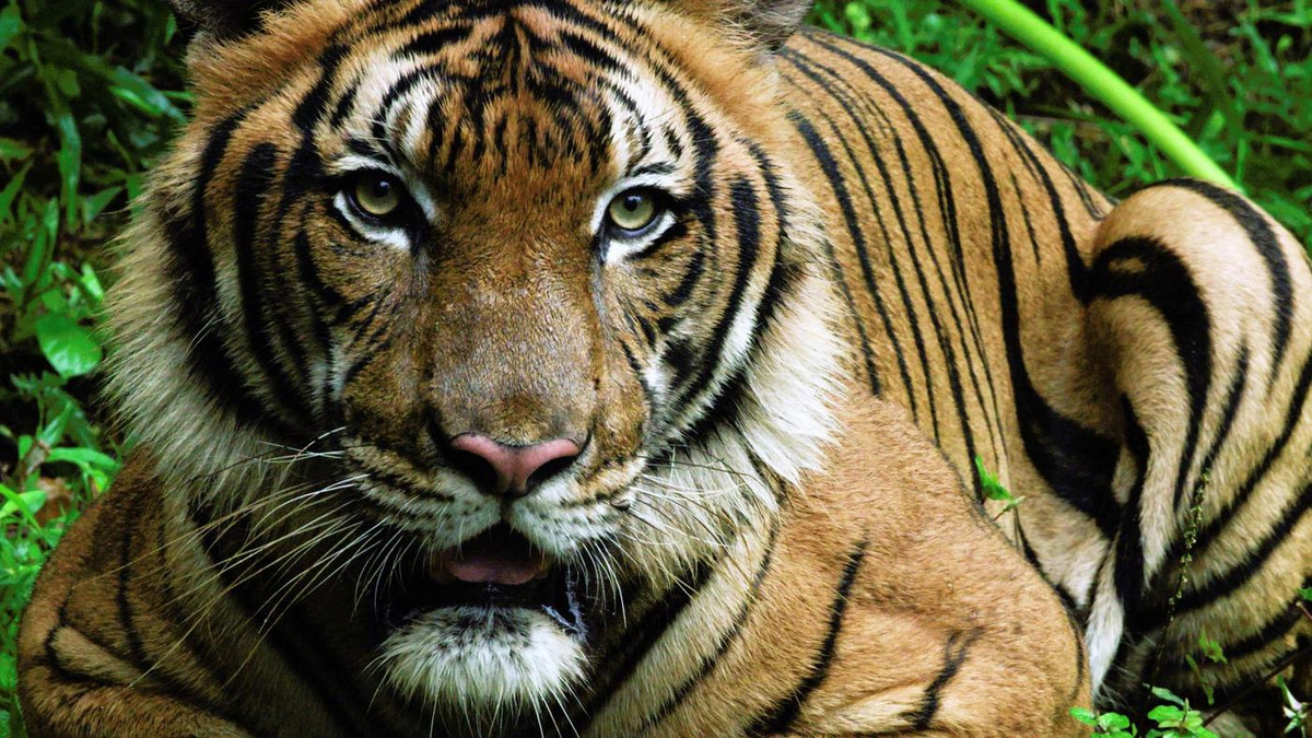A Critically Endangered Malayan Tiger