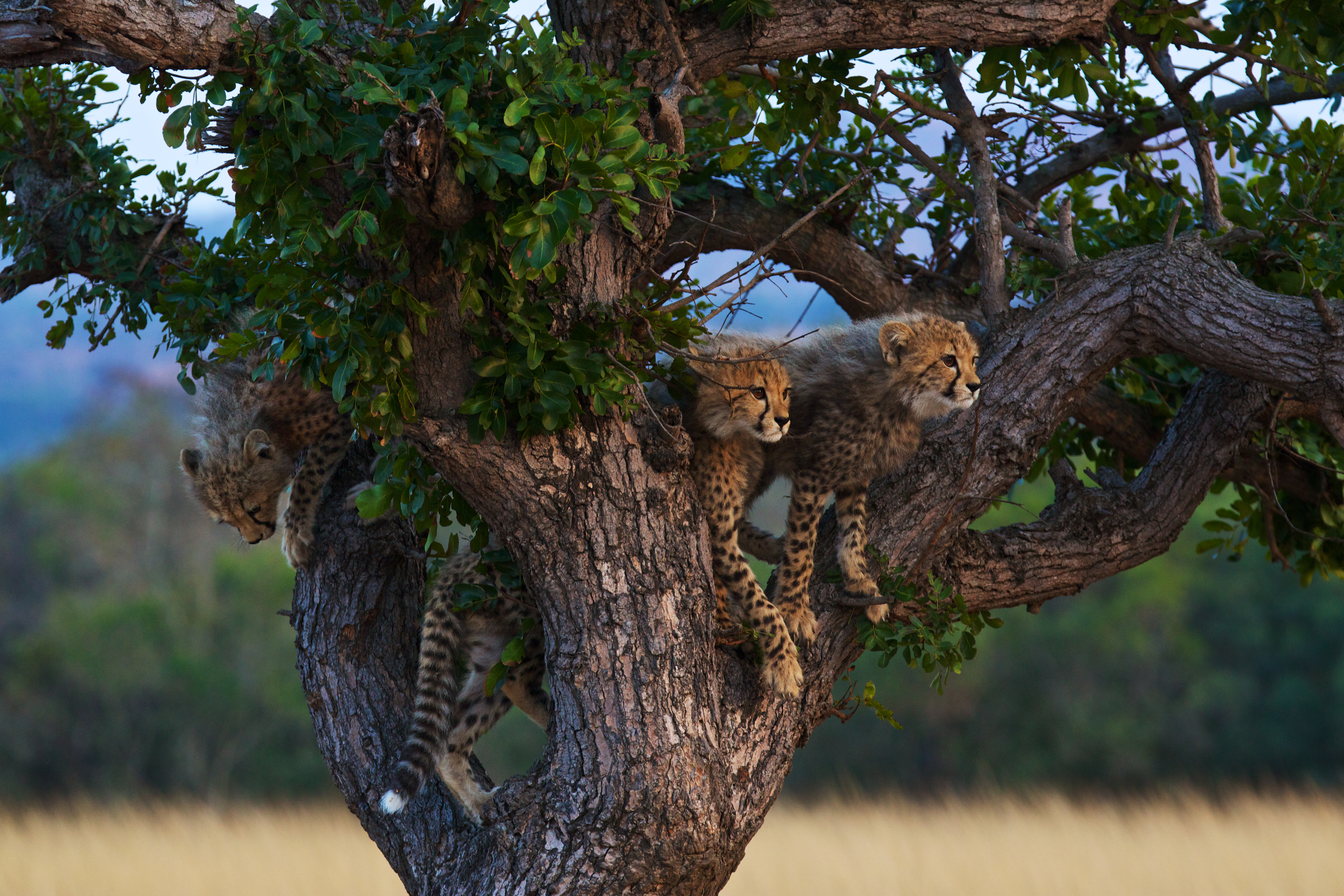 "Cheetah Cubs in tree"