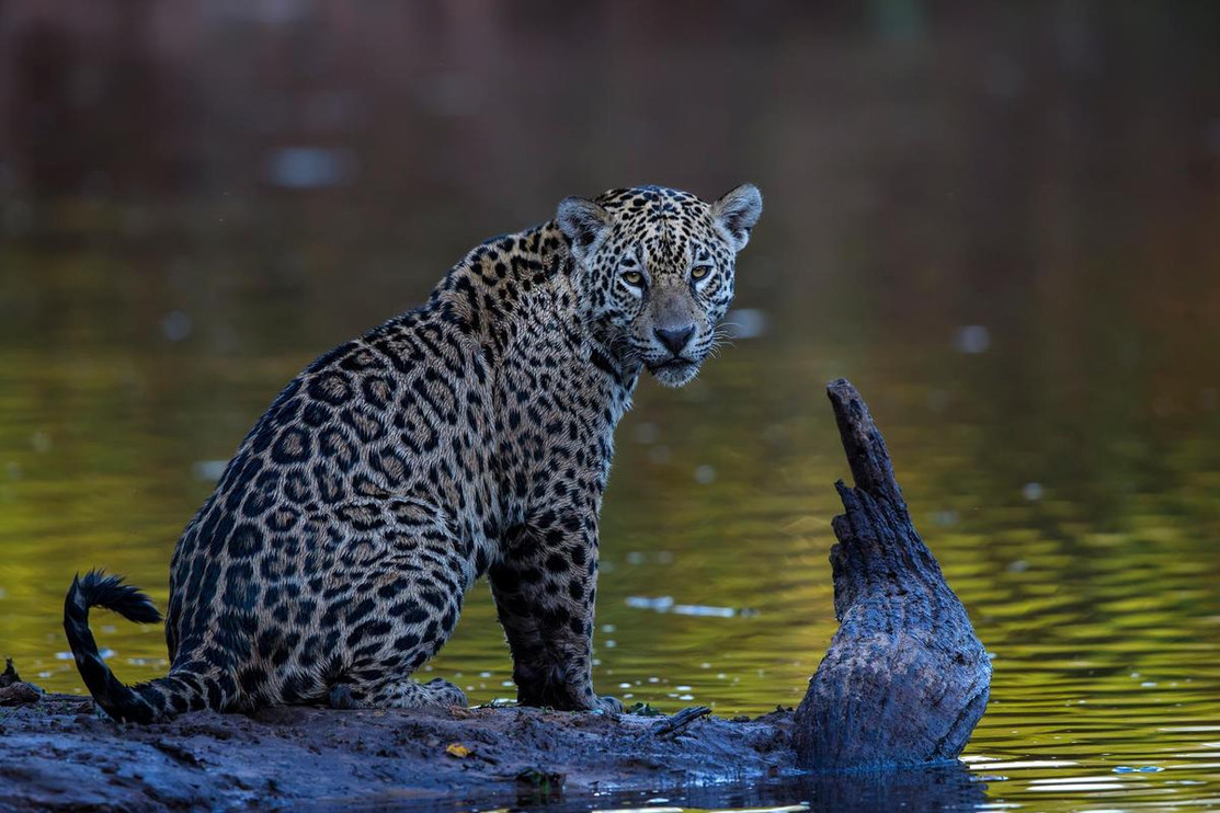 Pantanal jaguar 4