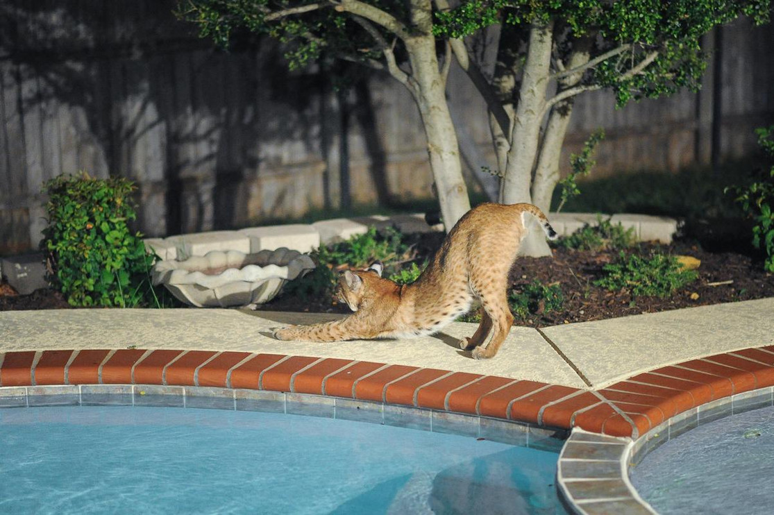 A bobcat stretches by the pool.