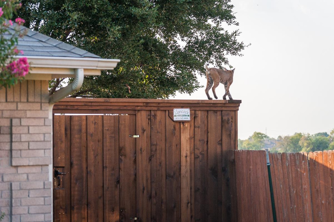 A bobcat perches on a fence.