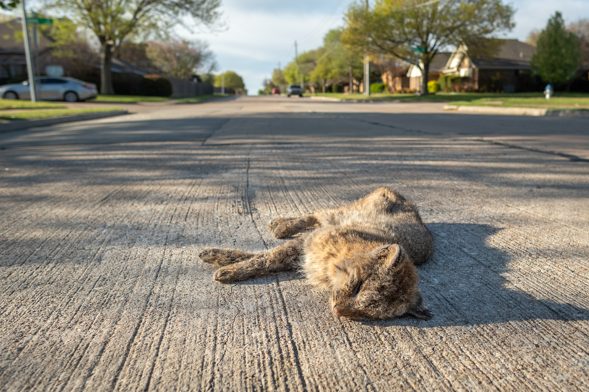 A bobcat dead on the road.