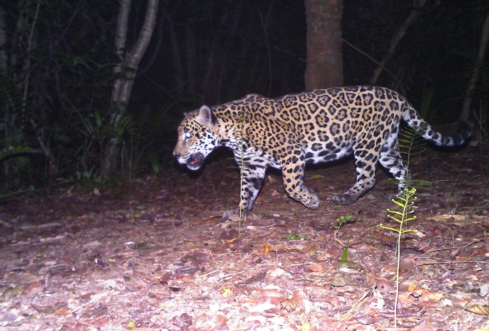 Blanca the jaguar