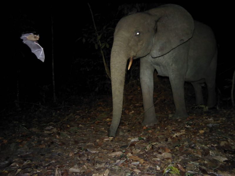 Elephant and bat