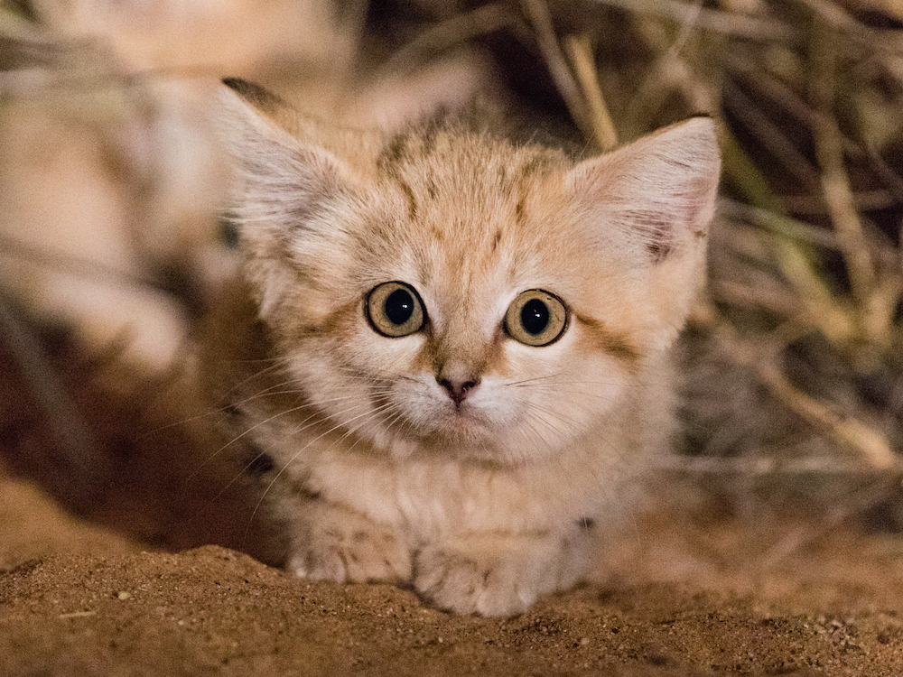 Sand cat 4
