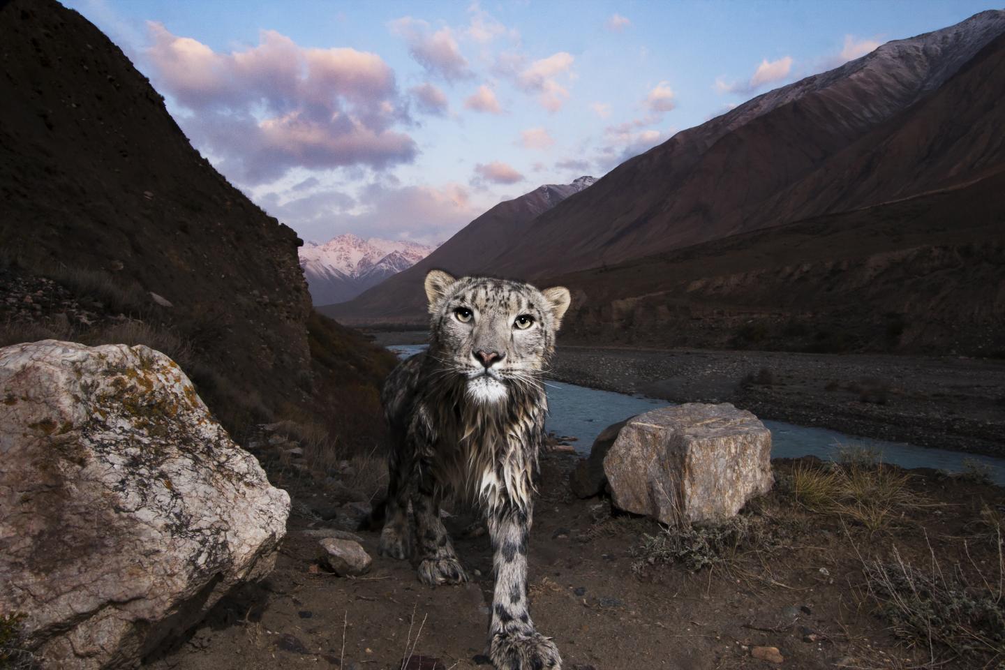 Snow leopard in Kyrgyzstan