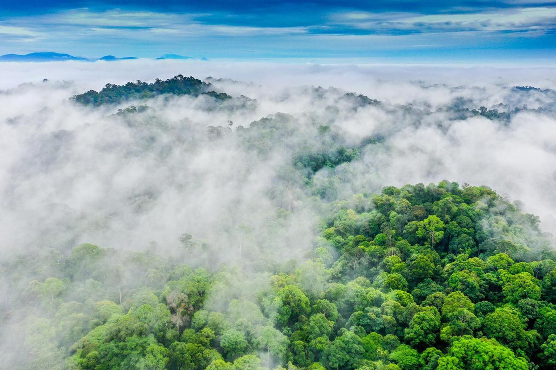 Malaysian Borneo rainforest