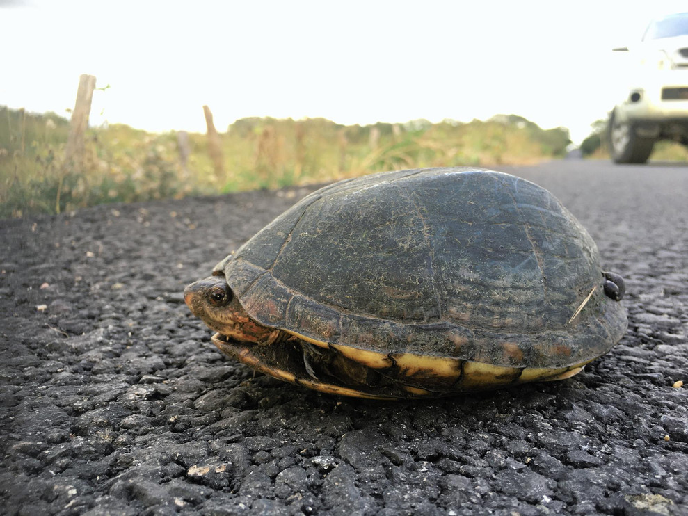 Turtle in shell on Costa Rican highway.