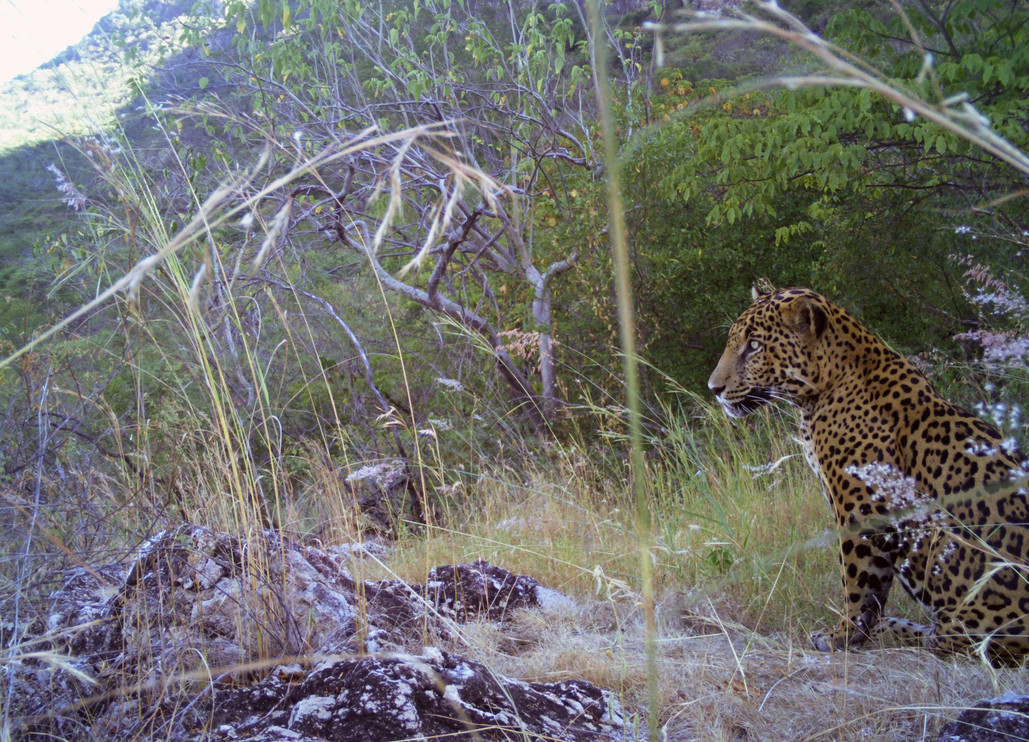 Jaguar in northern Mexico
