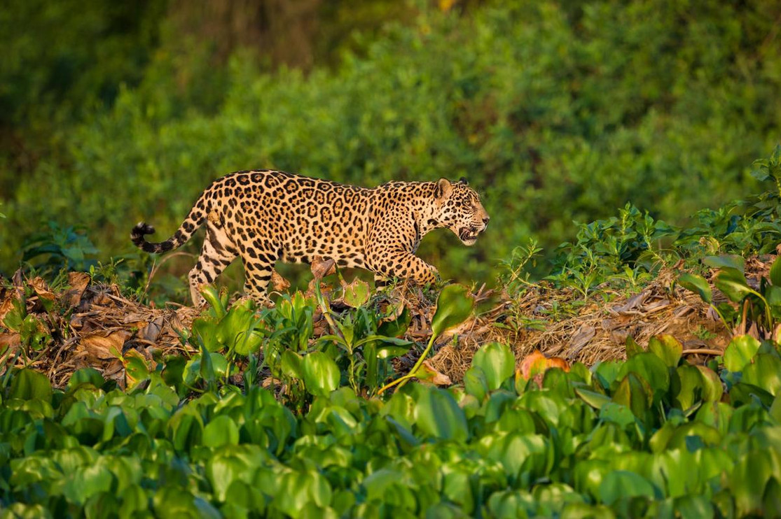 Male jaguar solitary