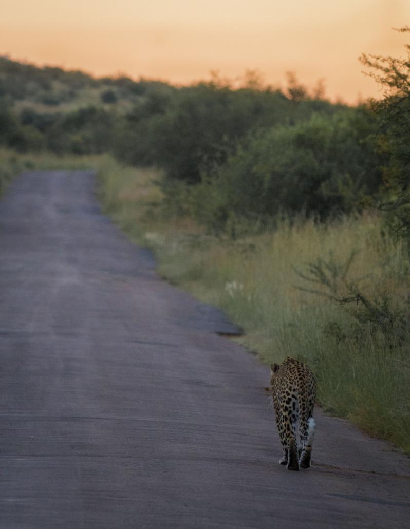 Leopard walking 1