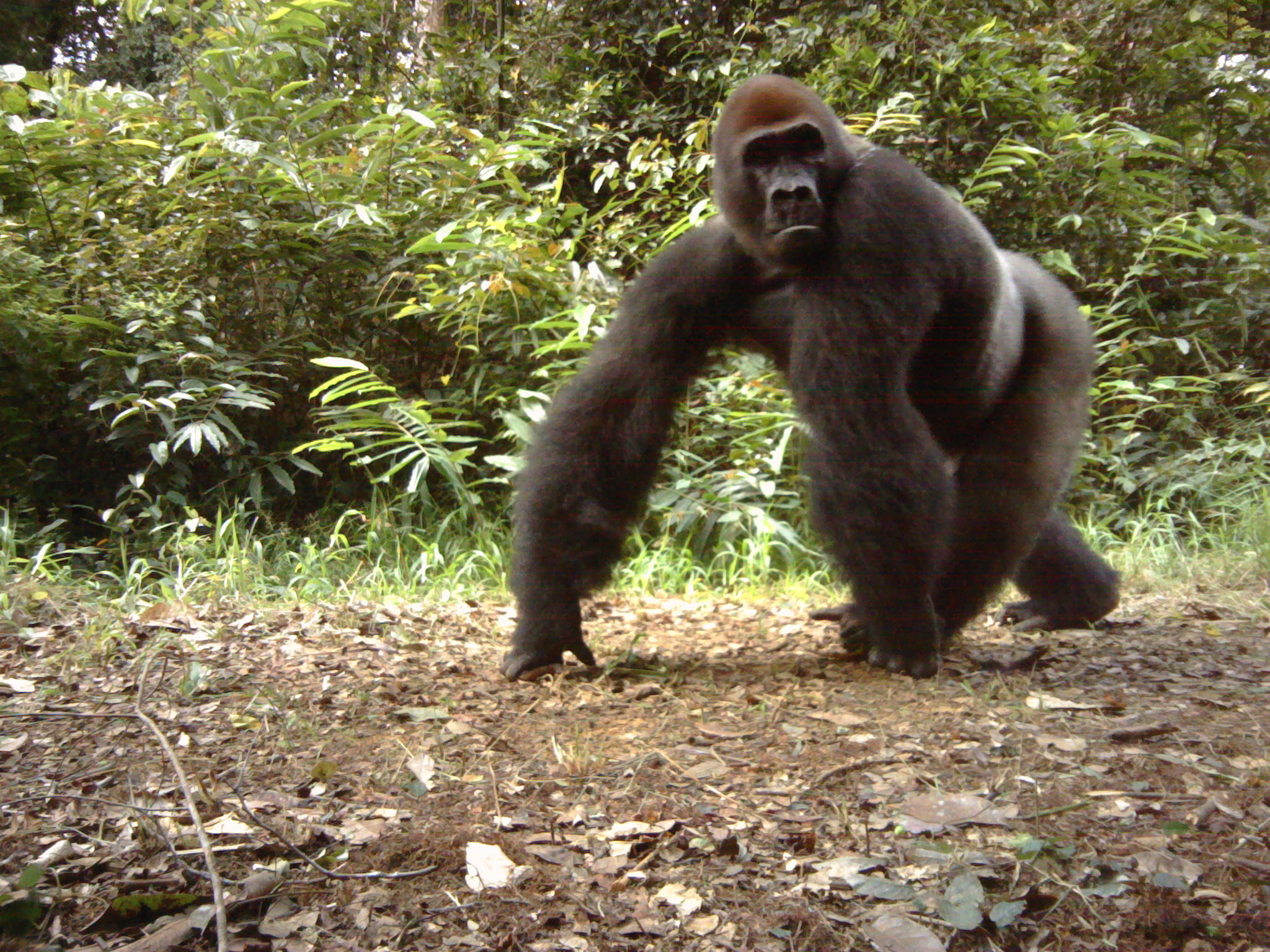 Gorilla walking