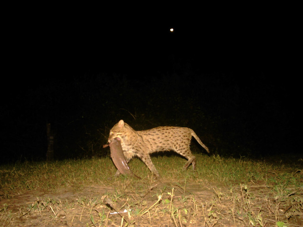 A fishing cat carries its prey in Thailand.