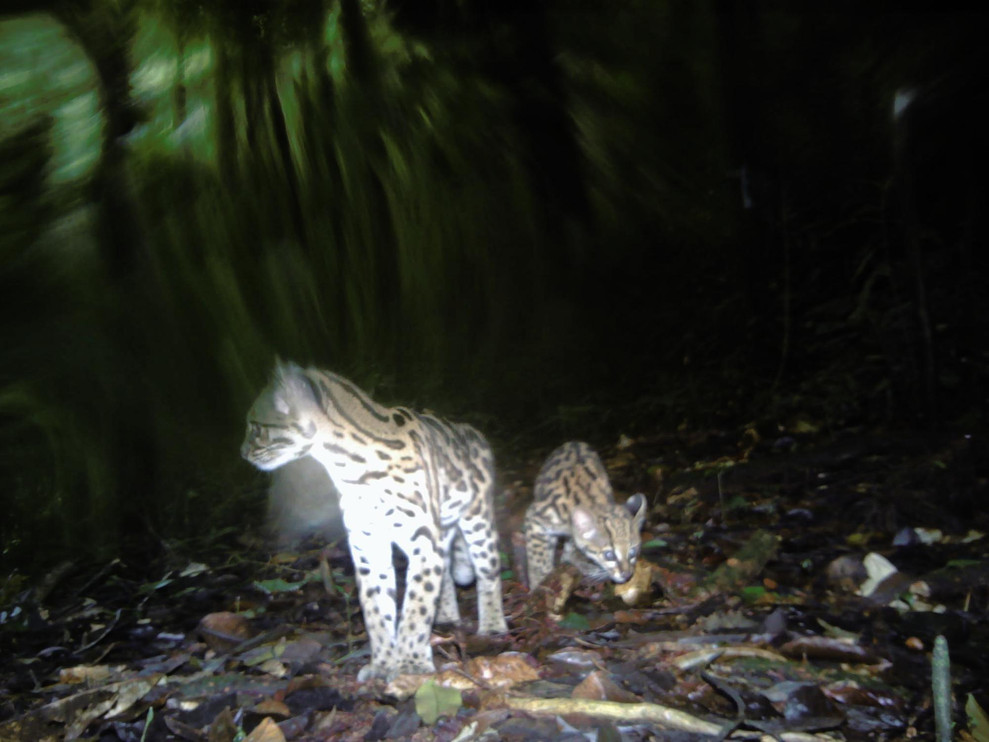 ocelot and mother