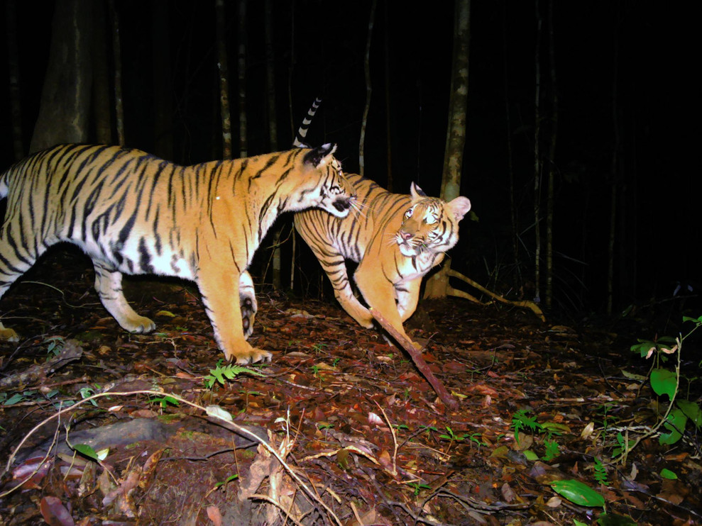 Malayan tiger duo