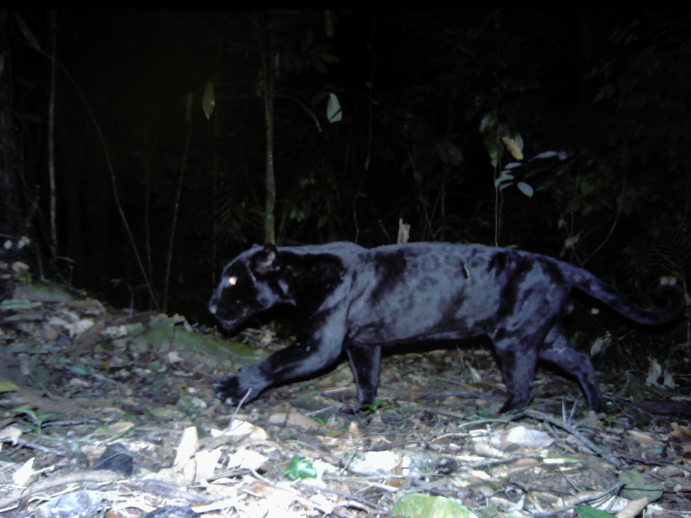 Black jaguar in Costa Rica