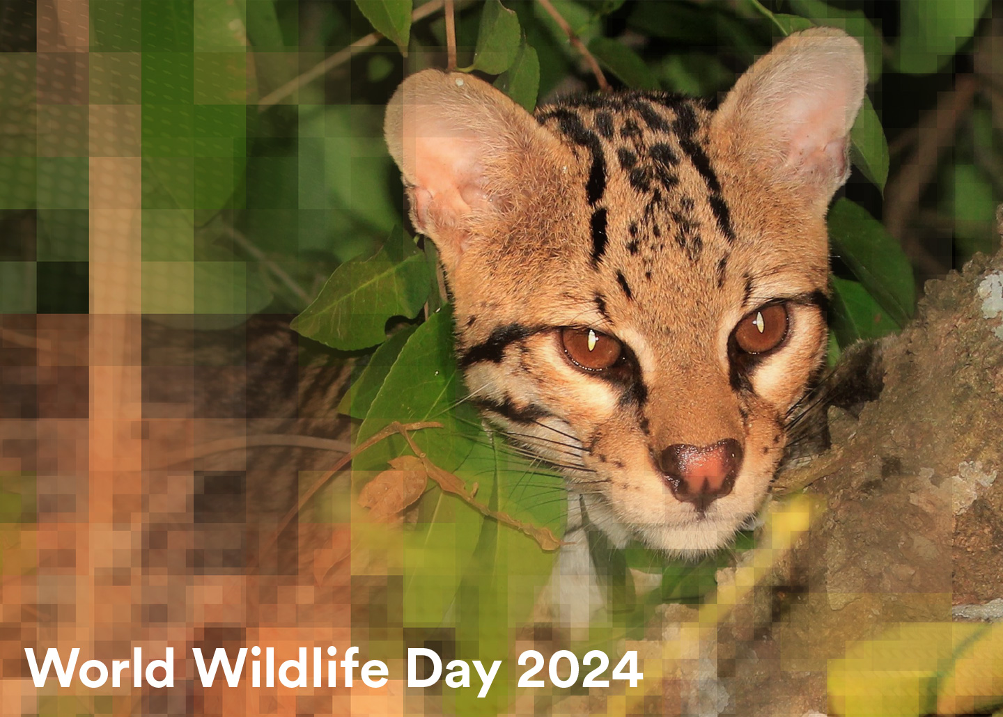 World Wildlife Day serval