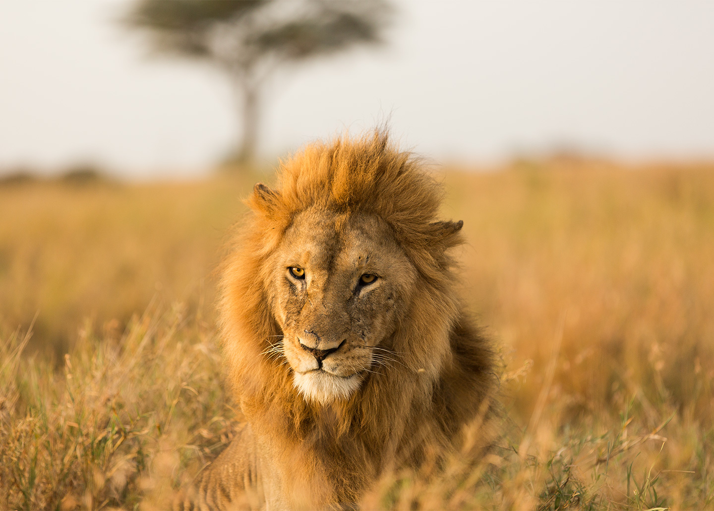 Male lion on plains
