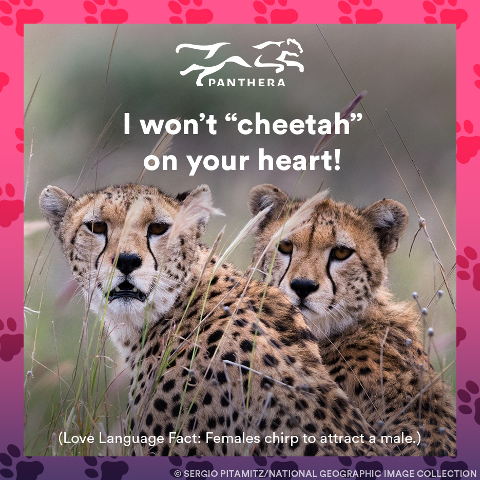 Cheetah catgram