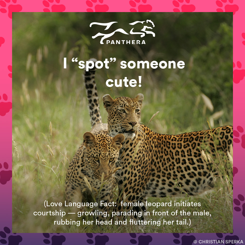 Leopard catgram