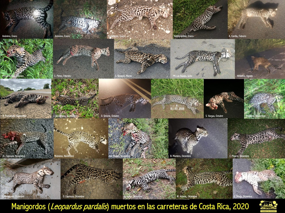 Ocelots killed in Costa Rica, 2020