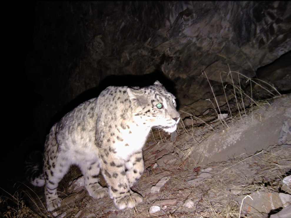 Snow leopard camera trap
