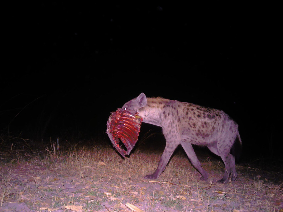Hyena in Kafue