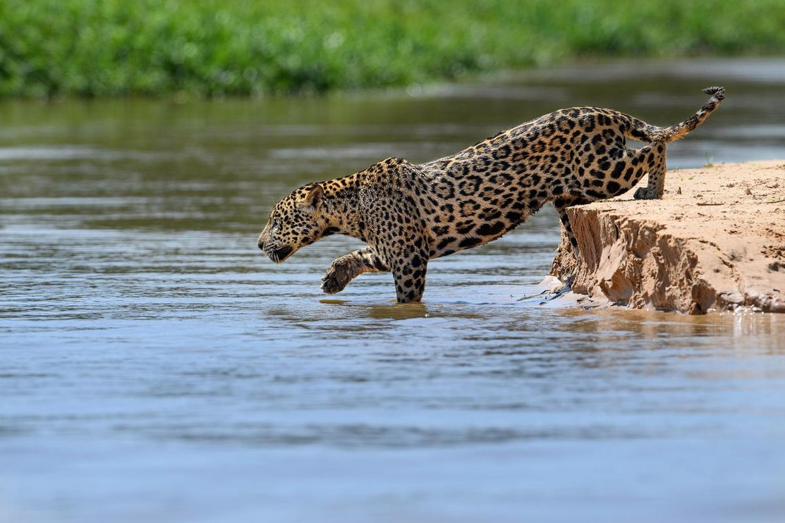 Jaguar wading