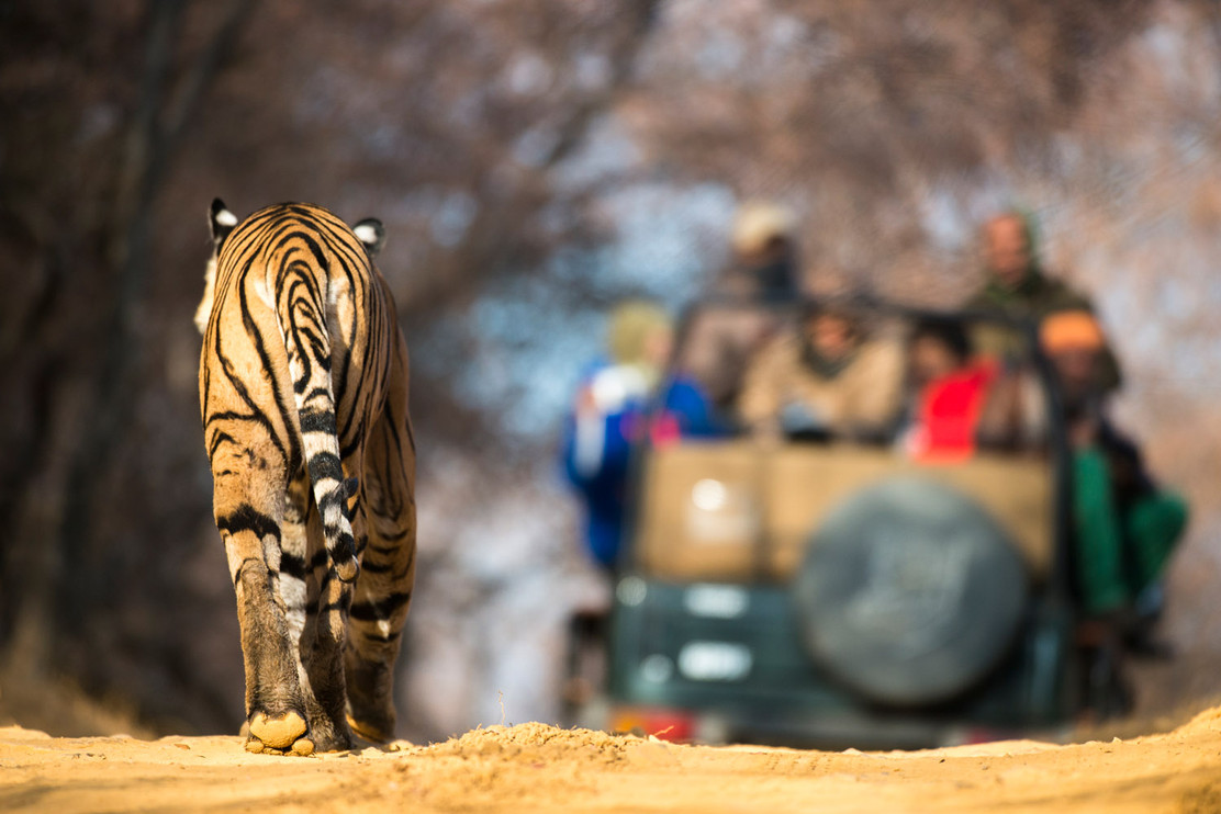 Tiger and tourist vehicle