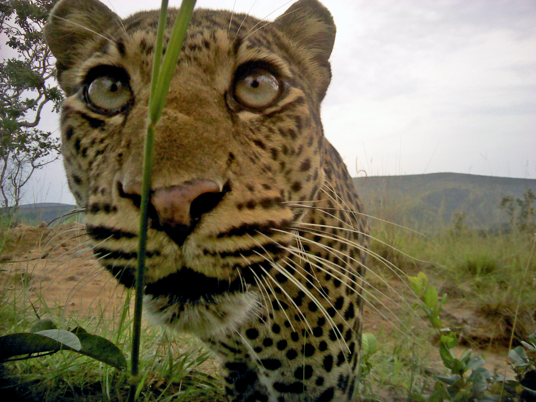 Leopard Gabon