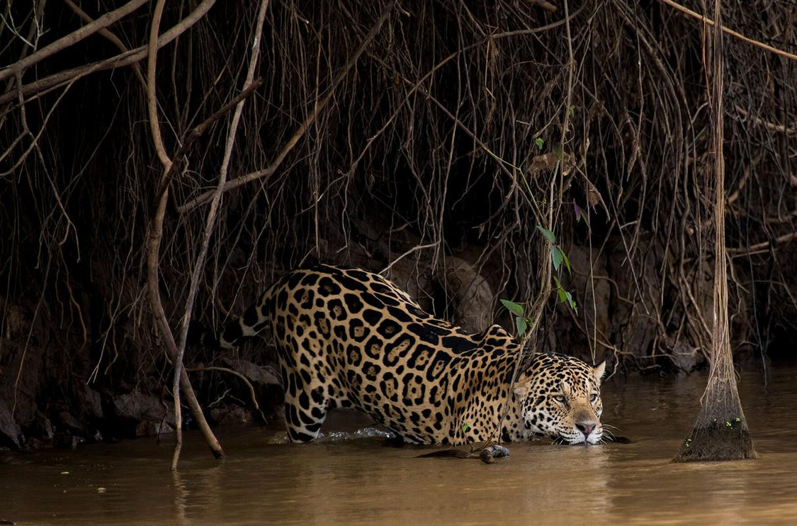Jaguar wading