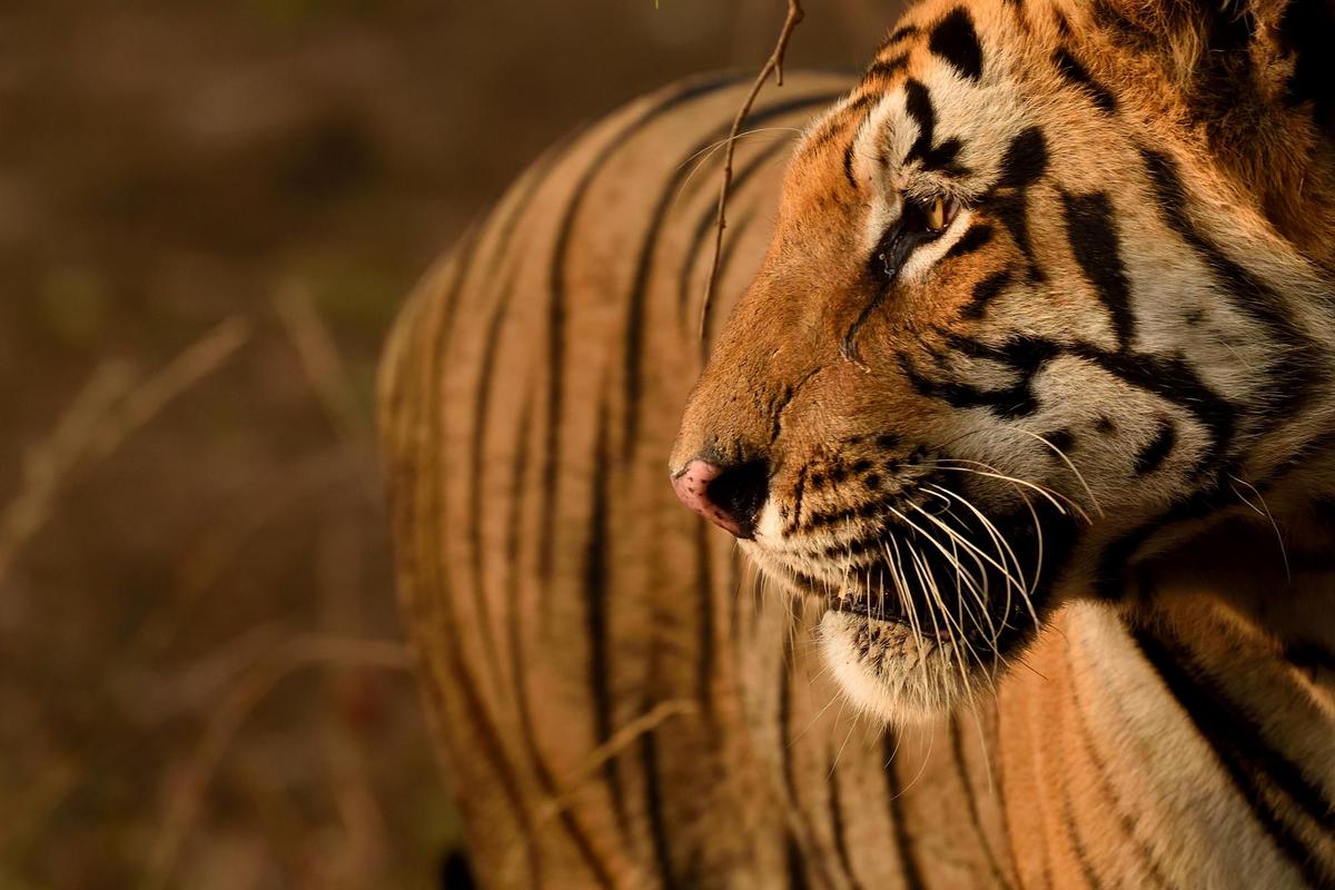 Panthera Global Tiger Day 2022