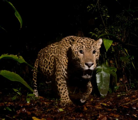Costa Rica jaguar