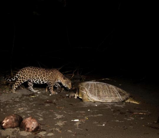 Jaguar with sea turtle
