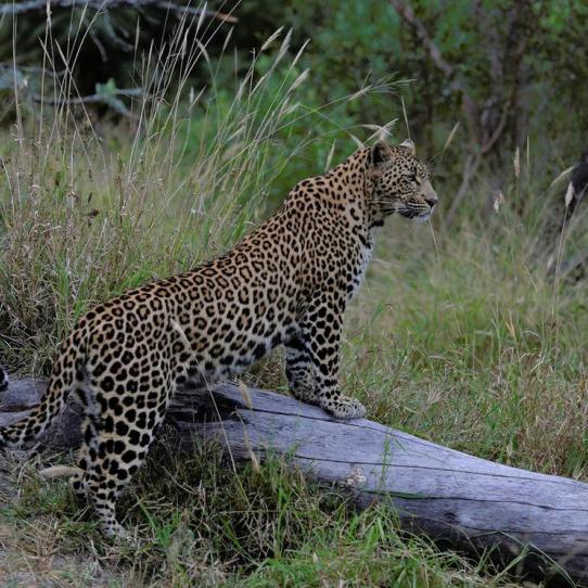 Leopard in South Africa