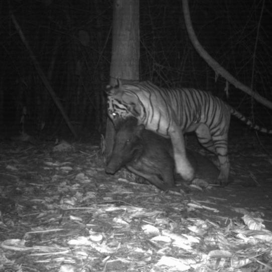 Tiger with prey