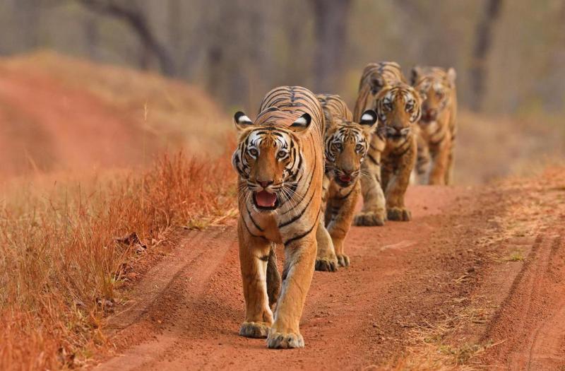 Tigers walking