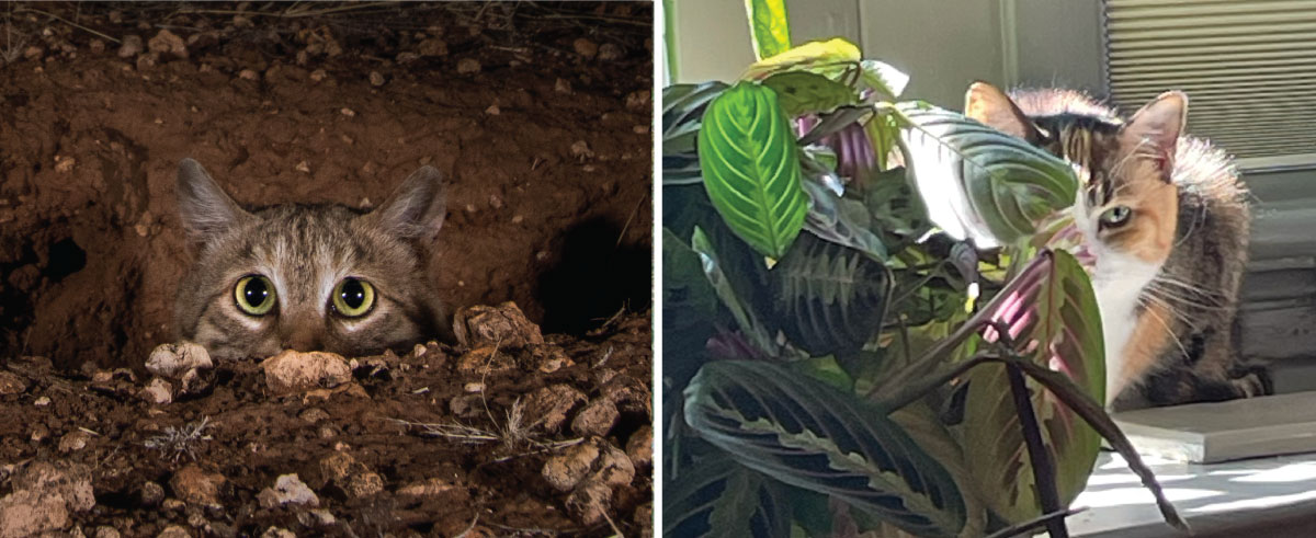 "black-footed Cat and Liz"