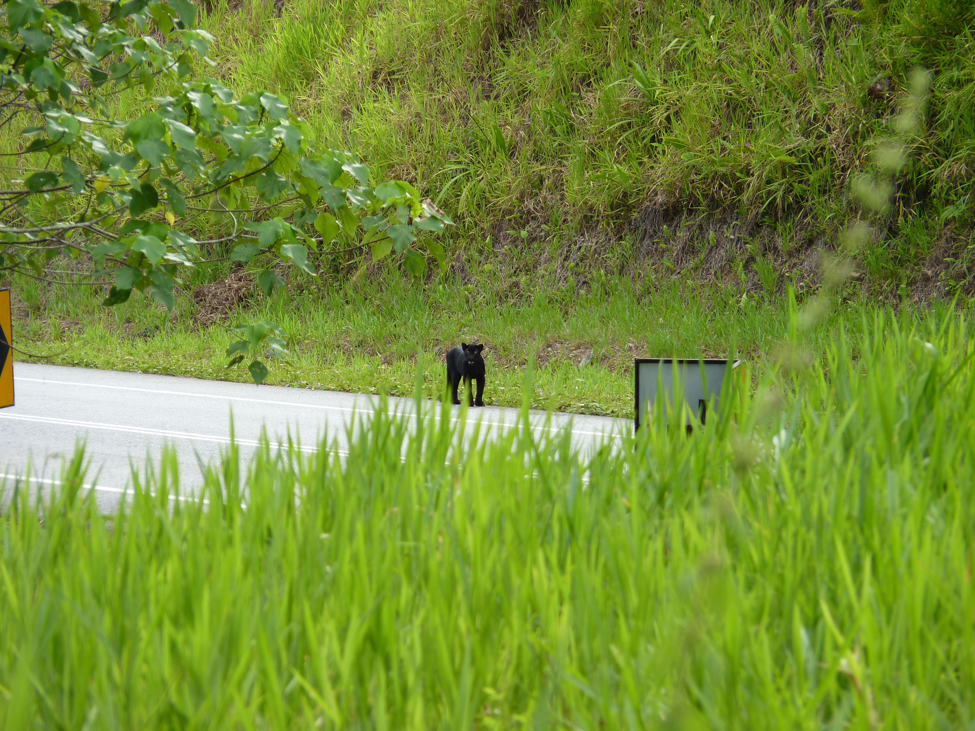 A "black panther" next to a road