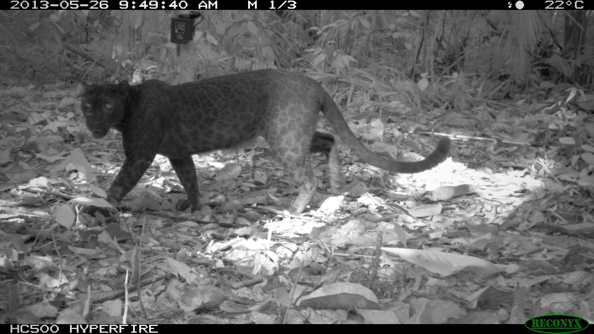 A "black panther" caught on a camera trap