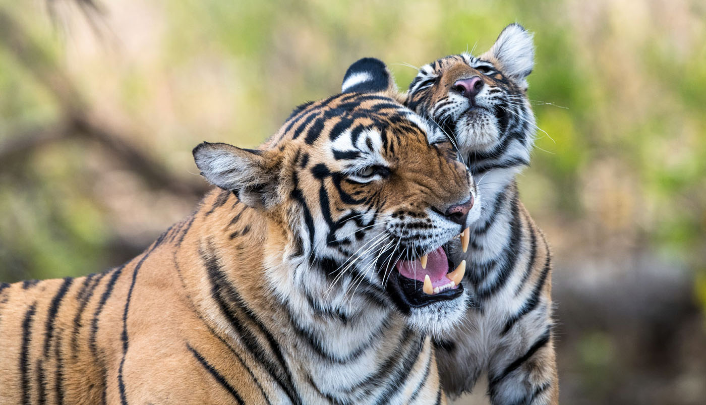 Tiger Mother and Cub