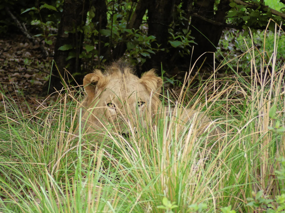 A West African lion in Senegal.