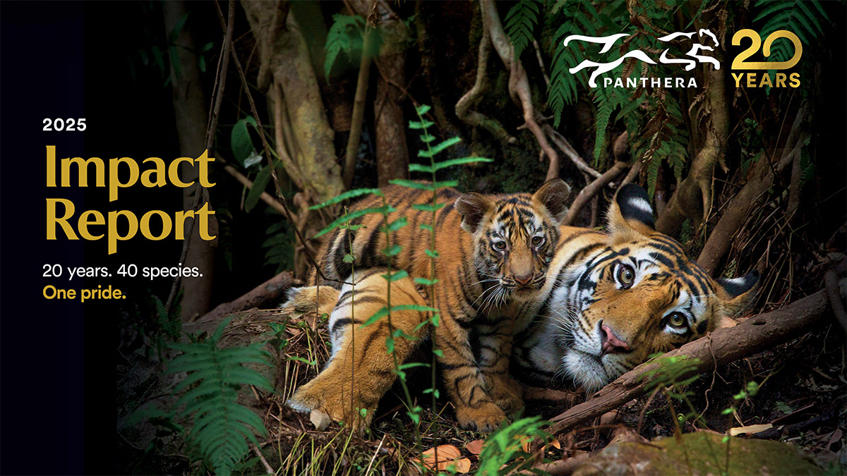 Panthera's 2015 Impact Report Cover showing a tiger mother and cub