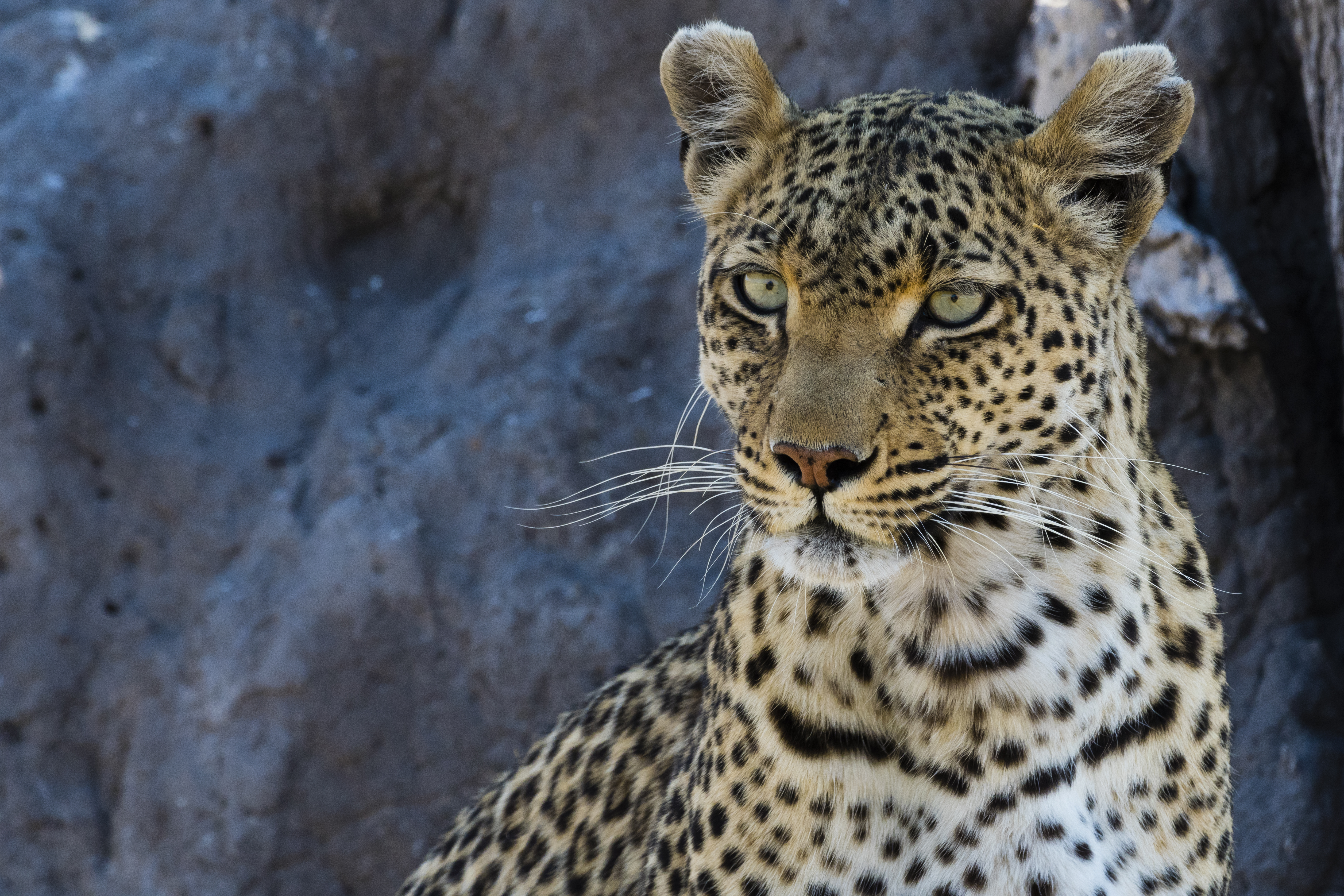 "Picture of leopard"