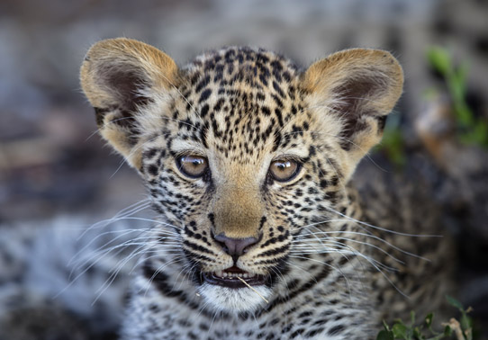 Leopard Cub