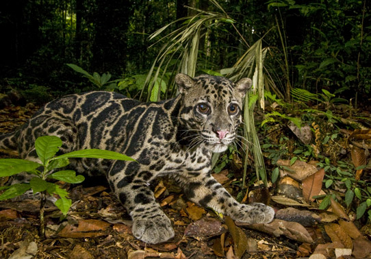Malaysia Bornean Clouded Leopard