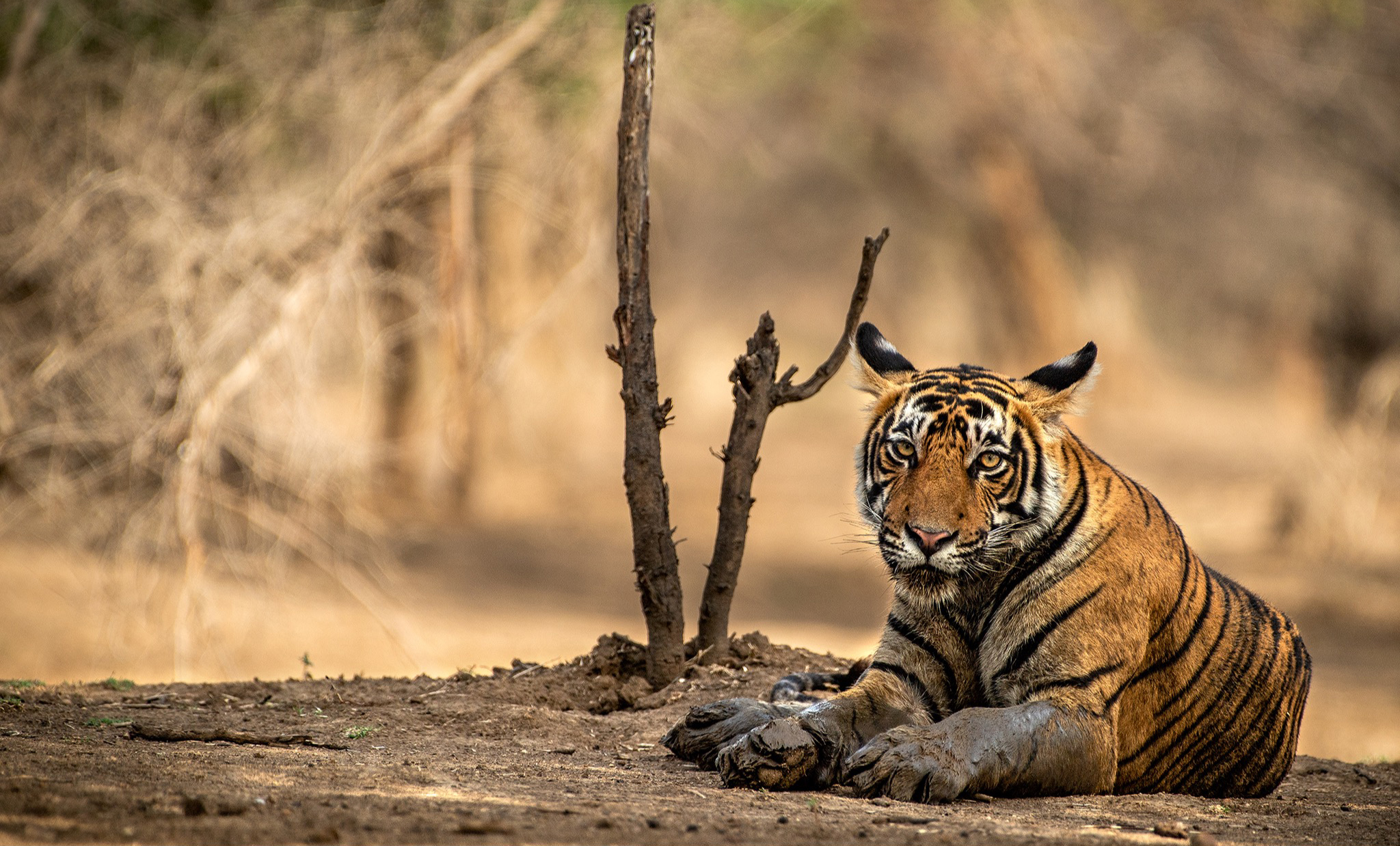 "Tiger sitting by broken tree"