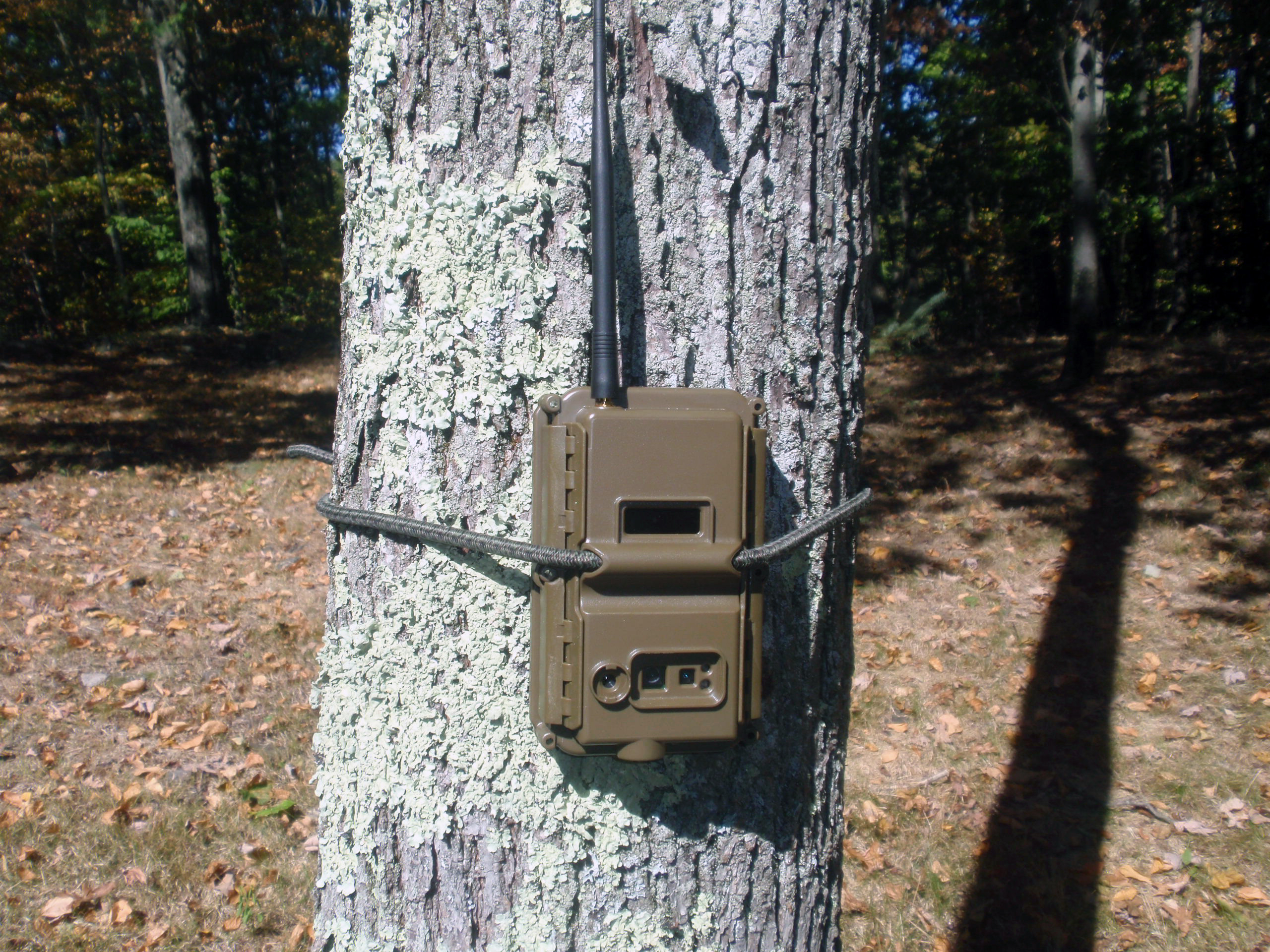 "Poacher cam set up on tree trunk"